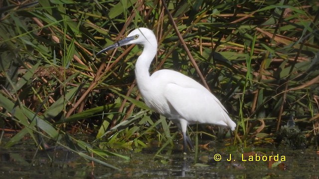 Little Egret - ML620632113