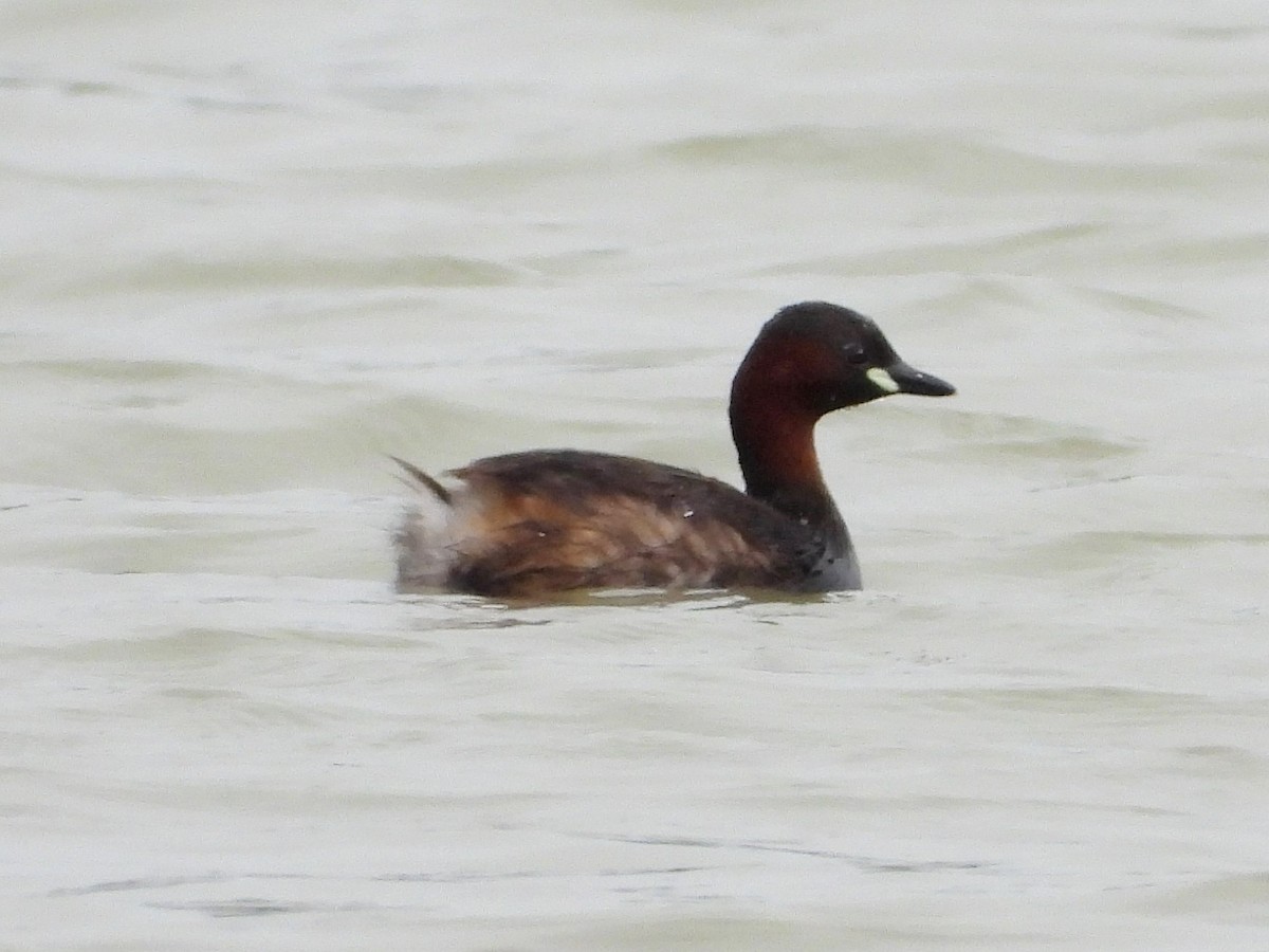 Little Grebe - ML620632115