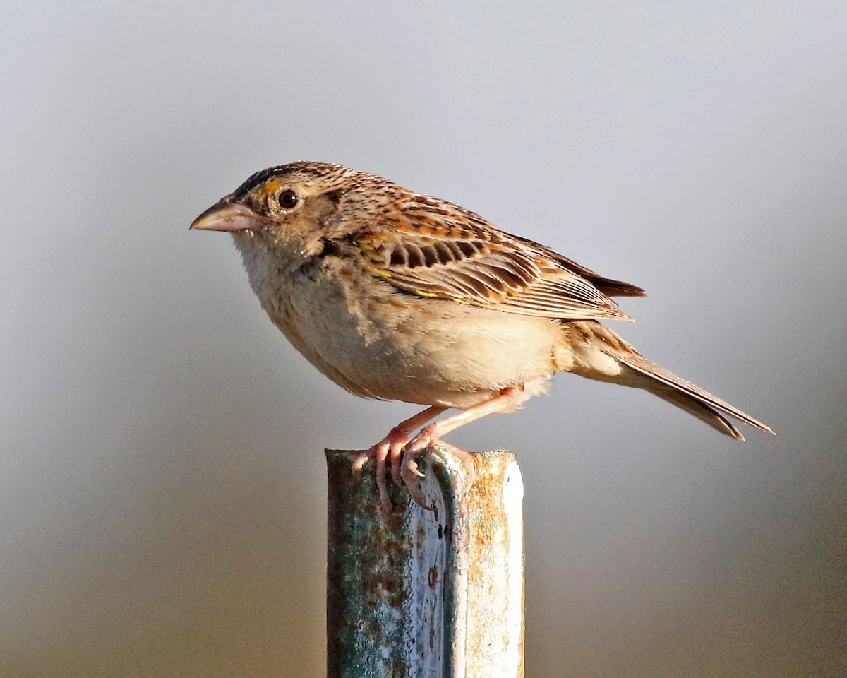 Grasshopper Sparrow - ML620632122