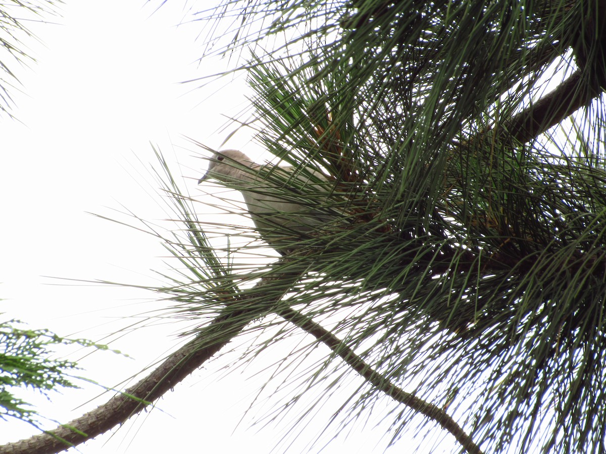 Eurasian Collared-Dove - ML620632123