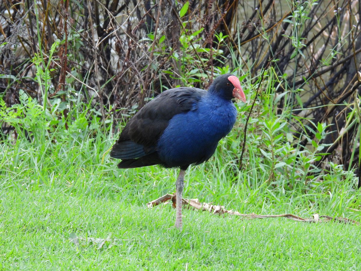 Australasian Swamphen - ML620632130