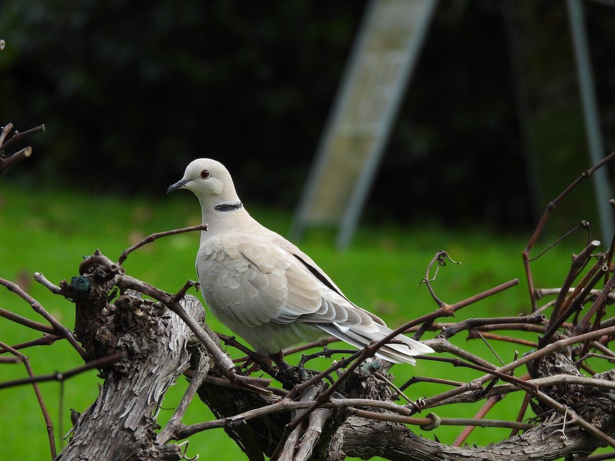 African Collared-Dove - ML620632133