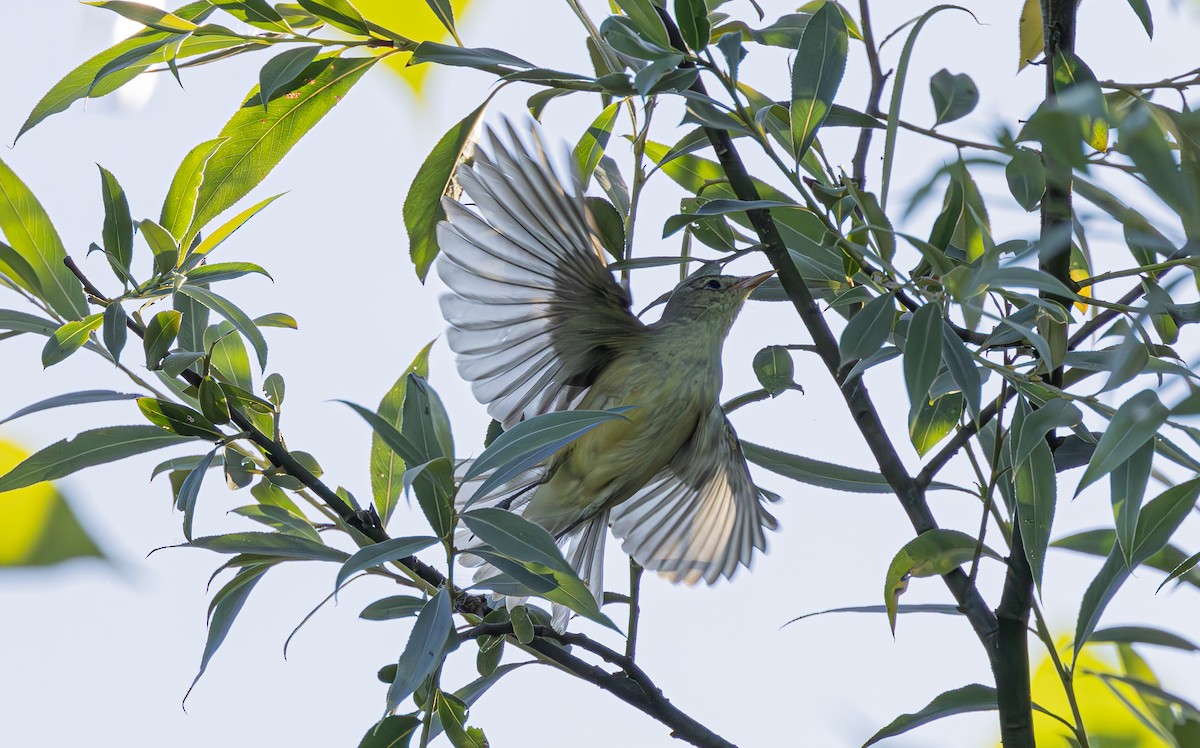 Icterine Warbler - ML620632138