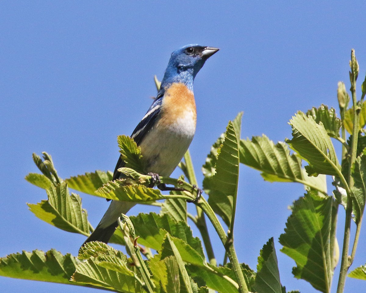 Lazuli Bunting - ML620632142