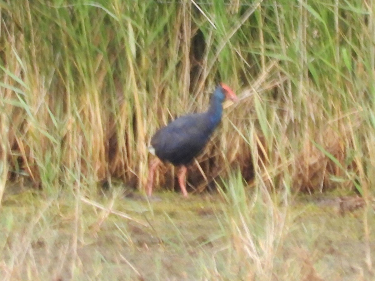 Western Swamphen - ML620632143