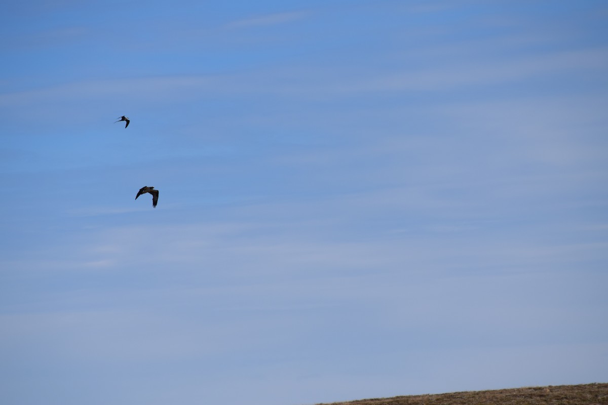 Long-tailed Jaeger - ML620632144