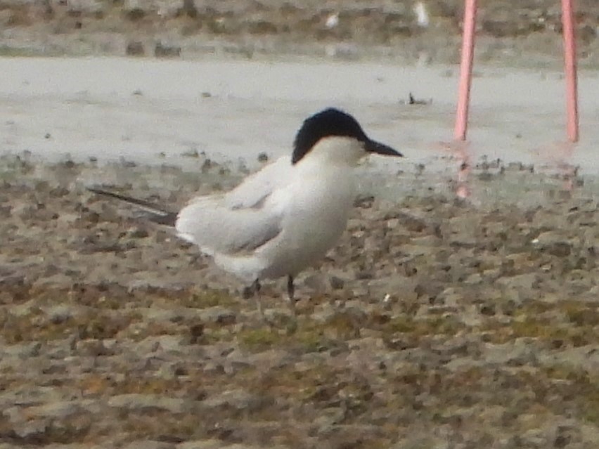 Gull-billed Tern - ML620632145