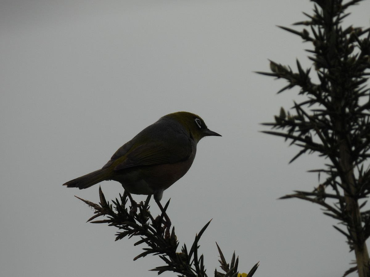 Zostérops à dos gris - ML620632147