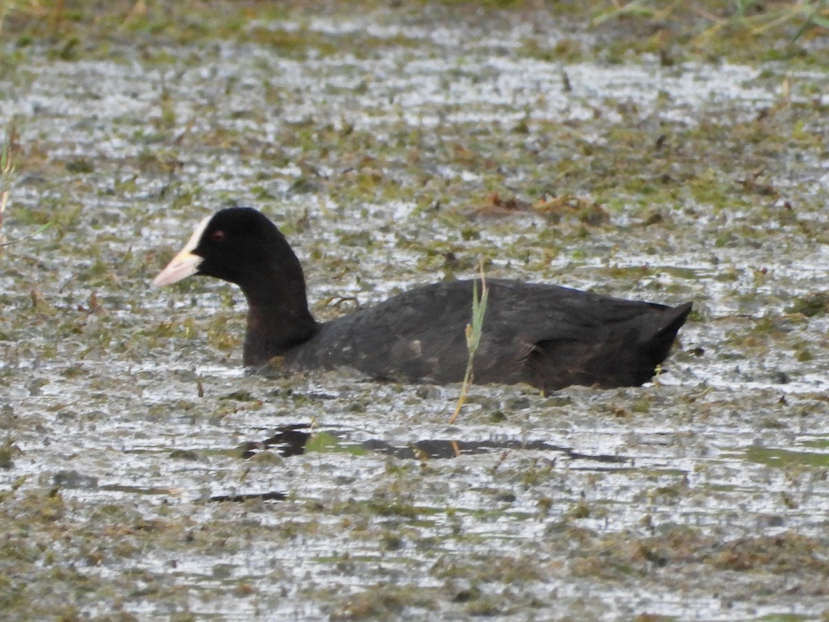 Eurasian Coot - ML620632148