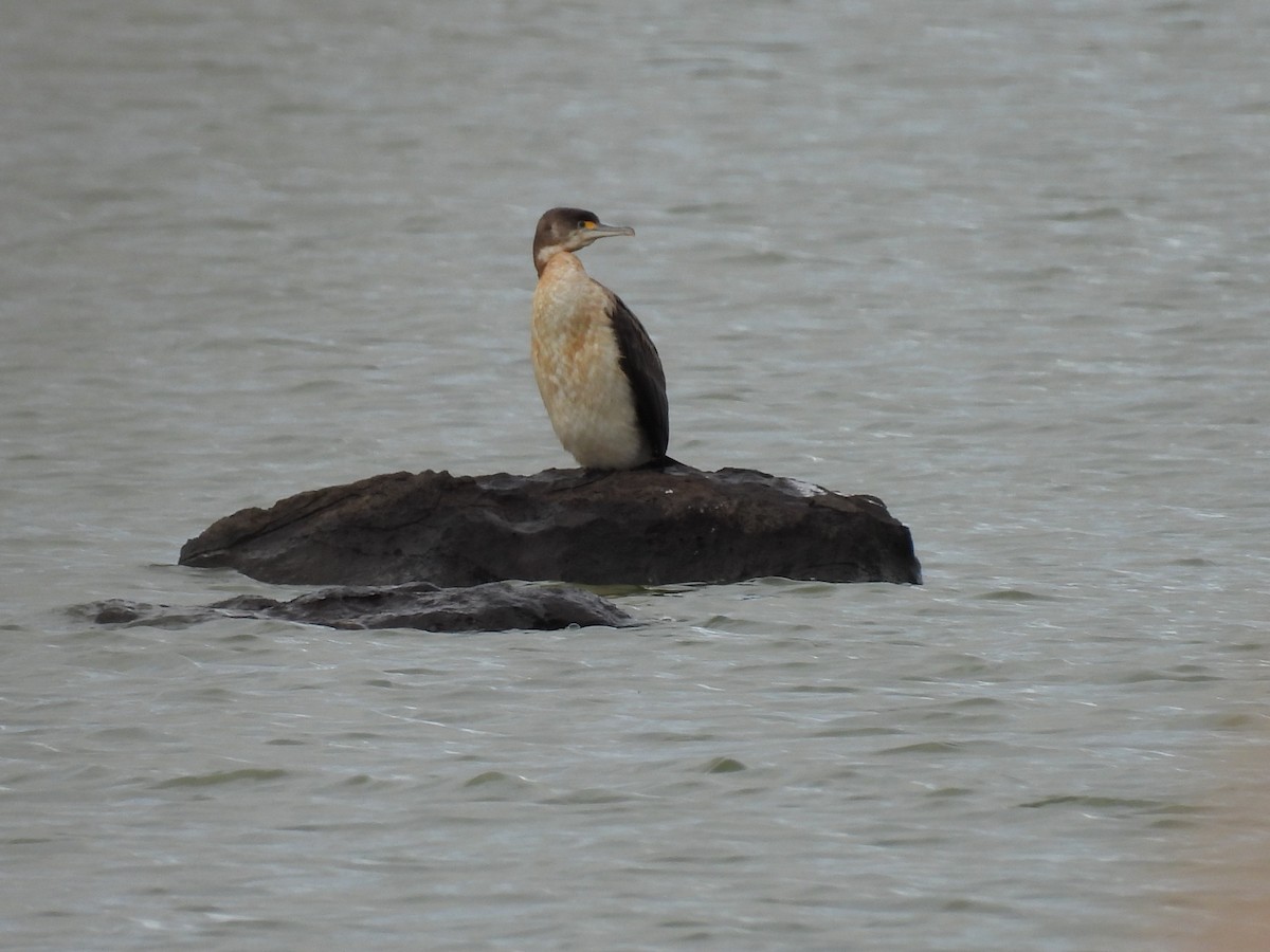 Pied Cormorant - ML620632151