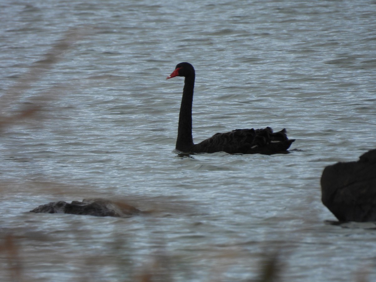 Cisne Negro - ML620632154