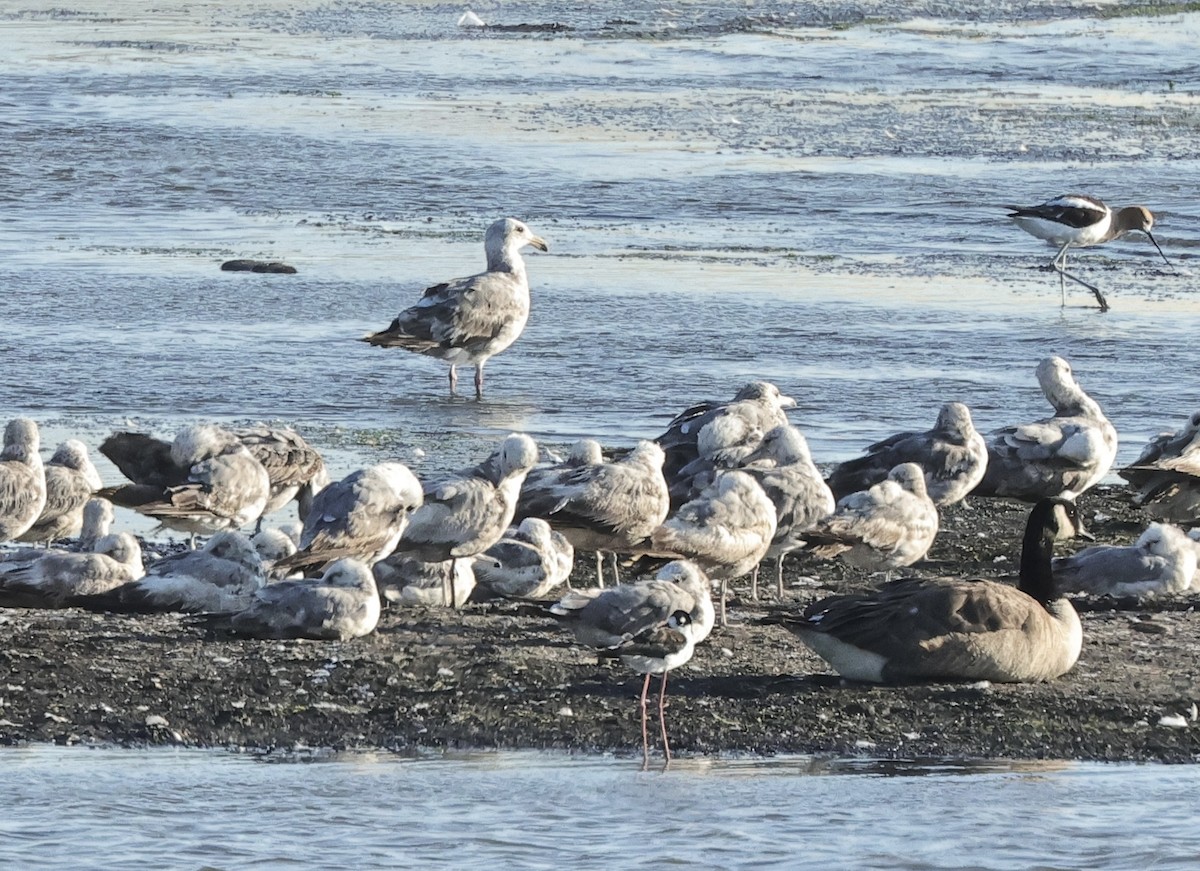 Gaviota Occidental - ML620632156