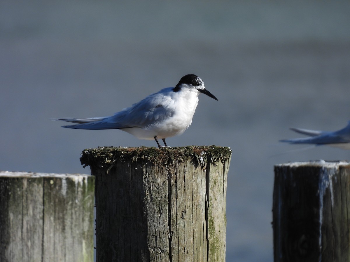 White-fronted Tern - ML620632157