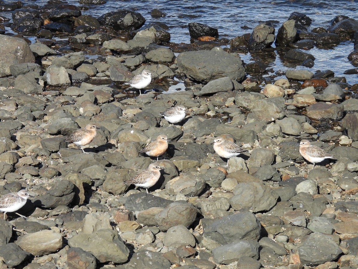 Red-breasted Dotterel - ML620632158