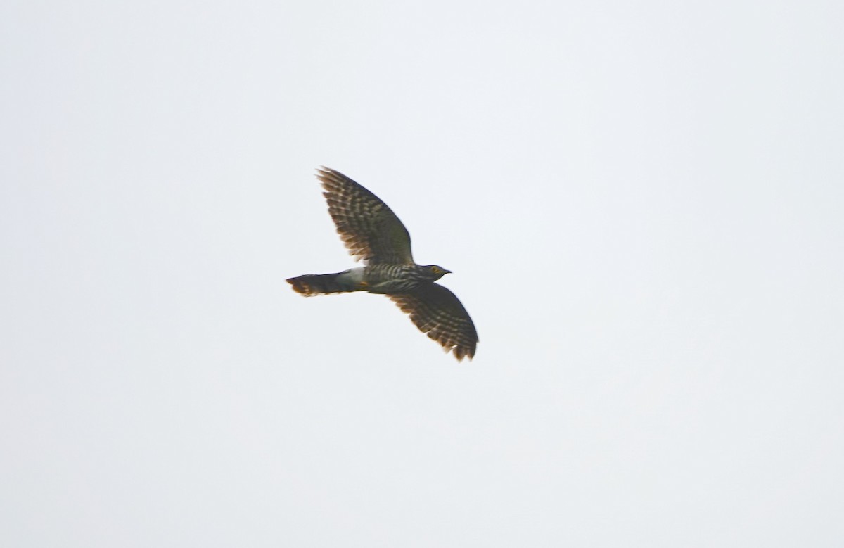 Large Hawk-Cuckoo - ML620632160