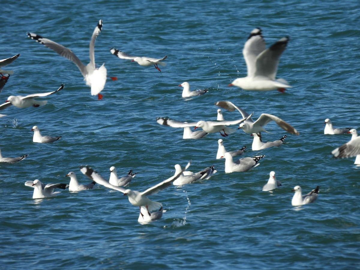 Silver Gull - ML620632163