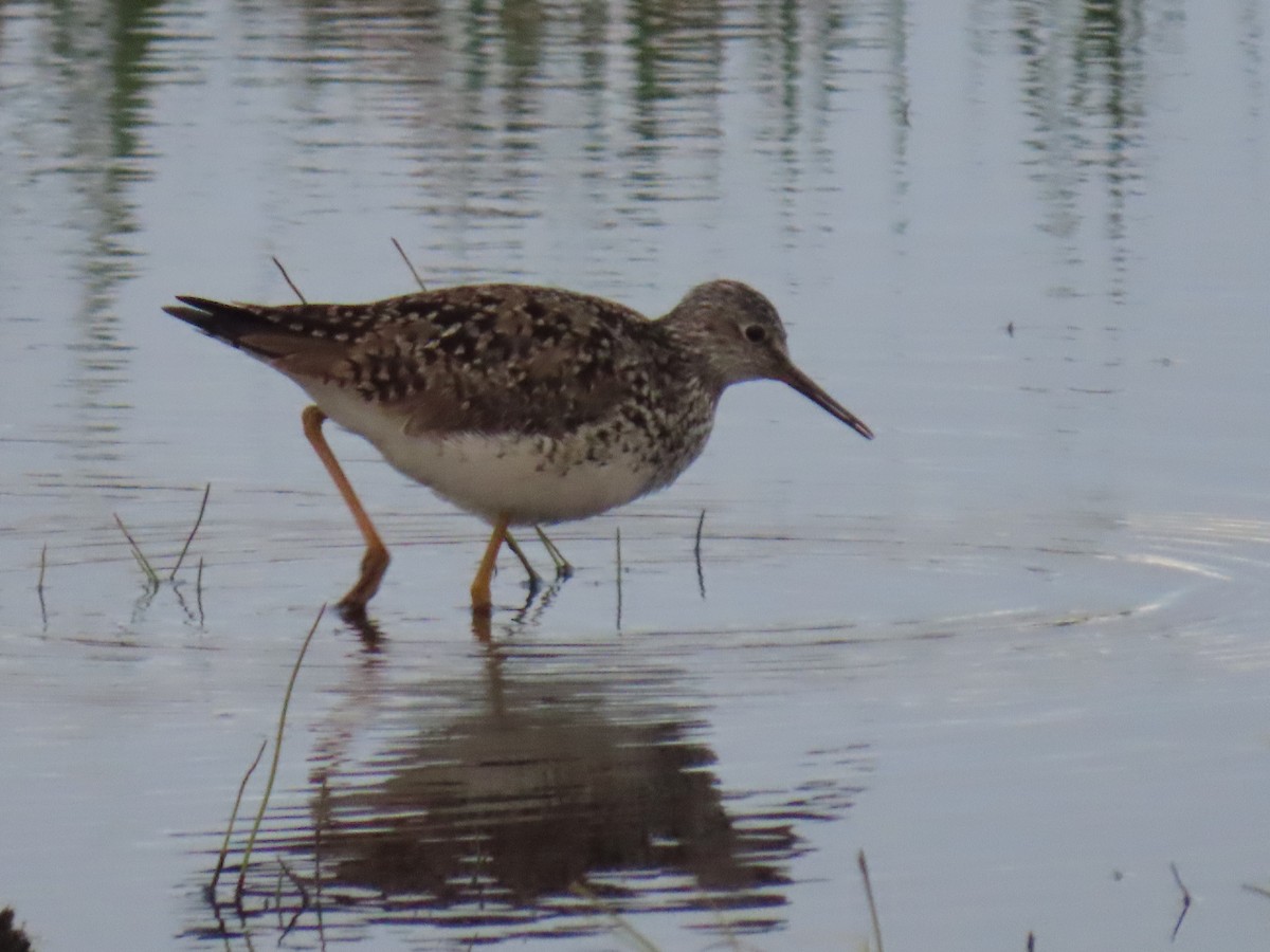 Lesser Yellowlegs - ML620632164