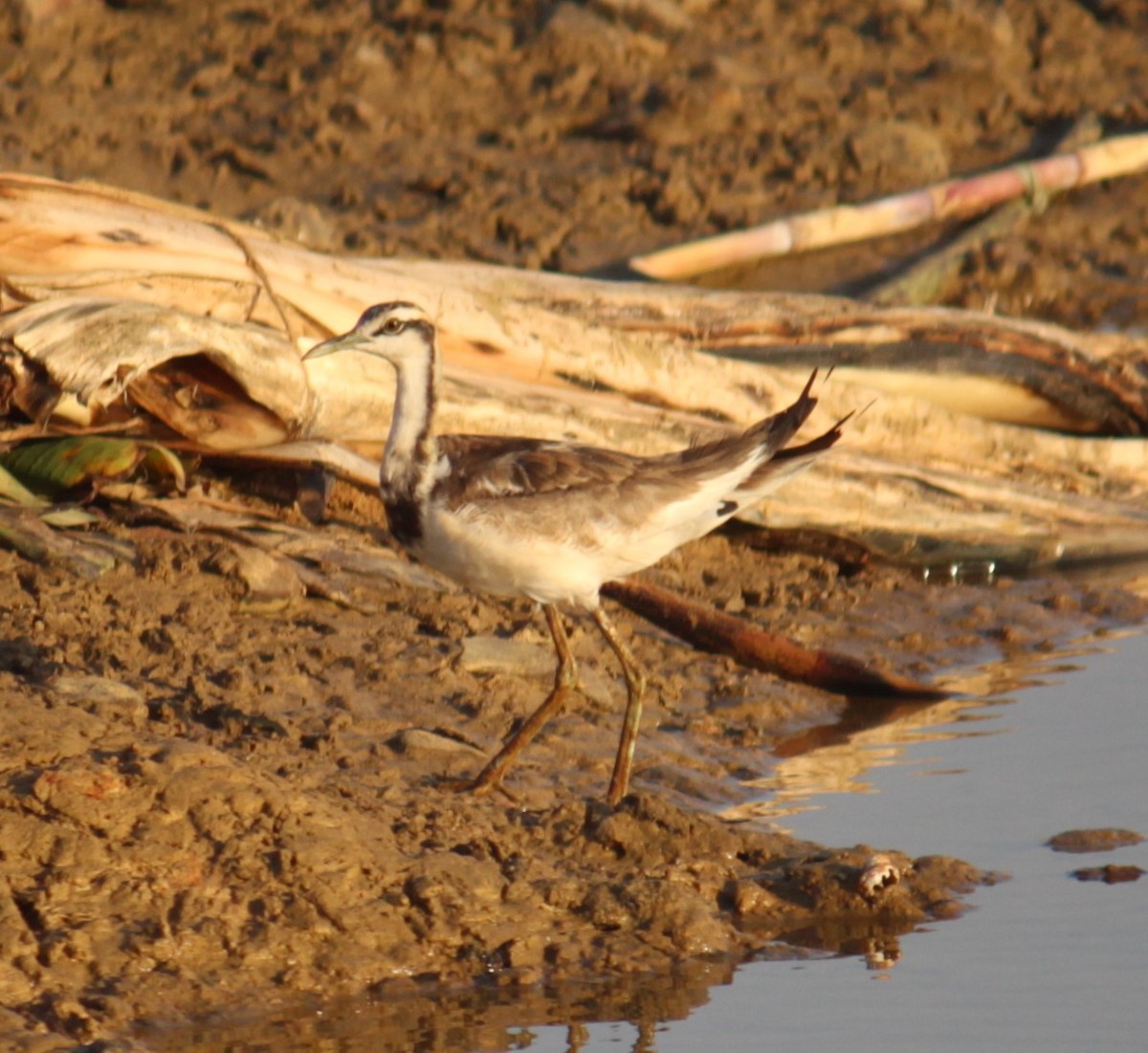 Pheasant-tailed Jacana - ML620632168