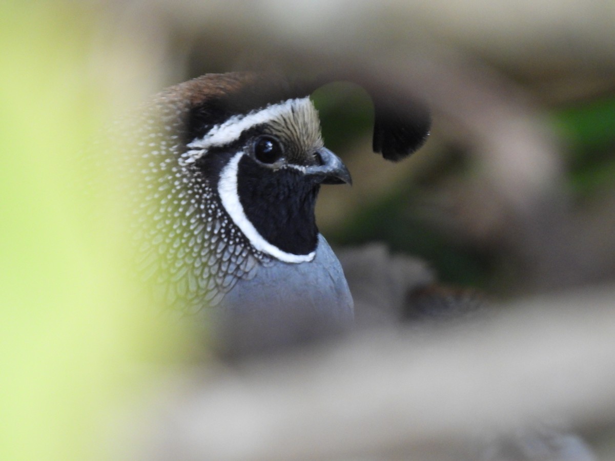 California Quail - ML620632169