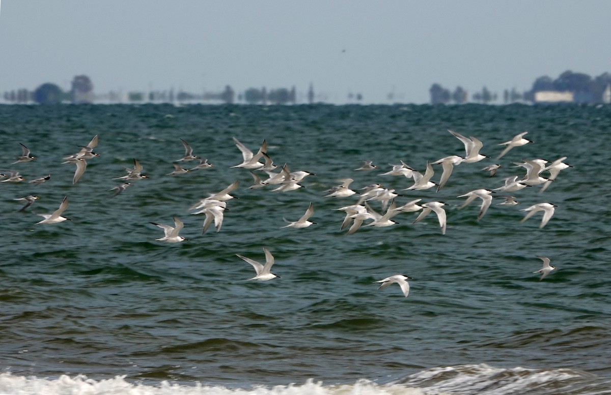 Sandwich Tern - Diane Drobka