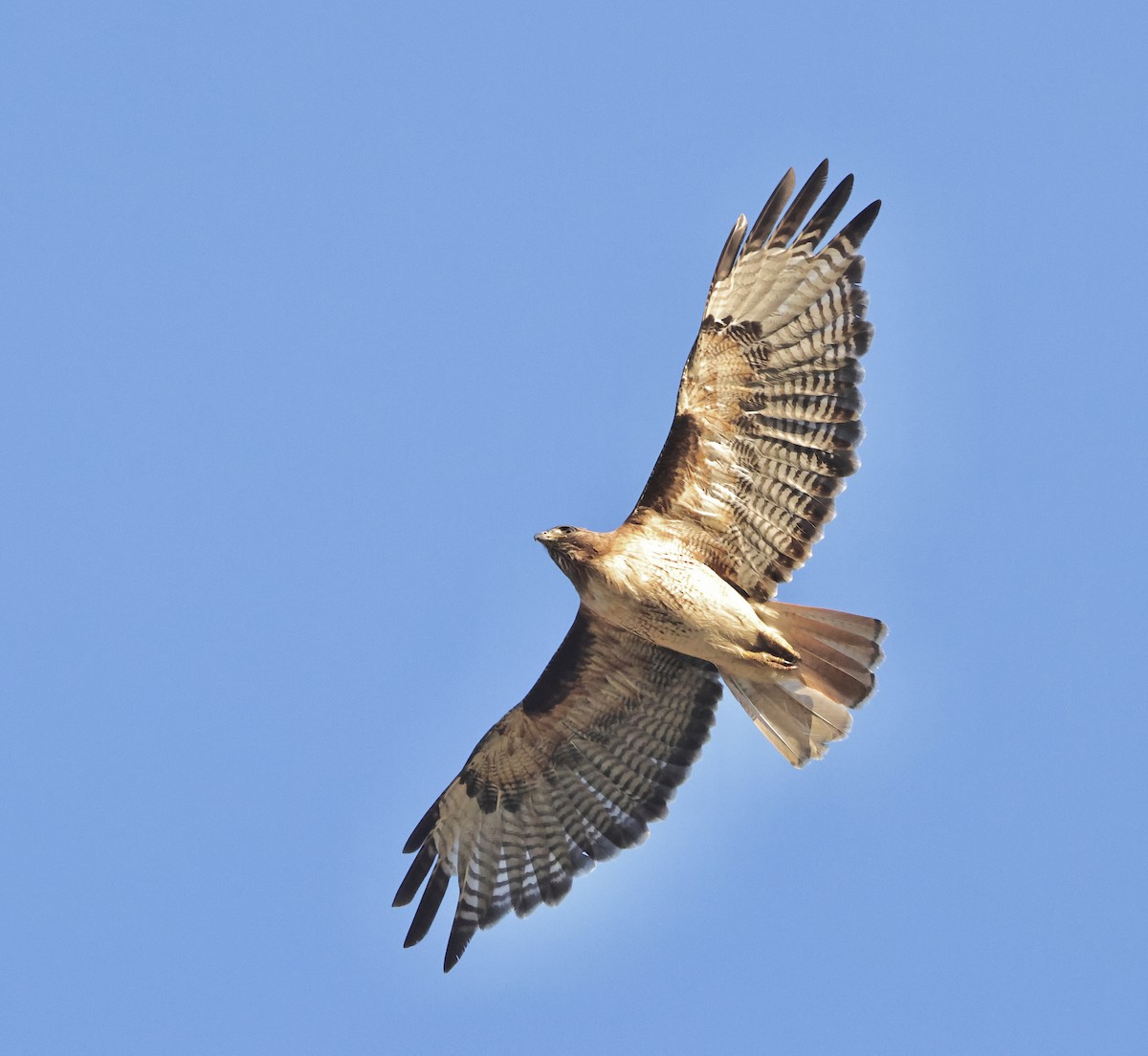 Red-tailed Hawk - ML620632179