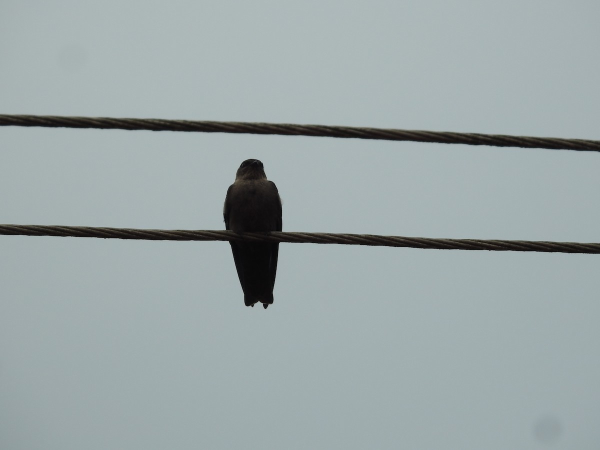 Dusky Crag-Martin - ML620632180