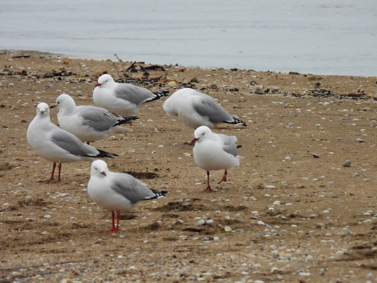 Gaviota Plateada - ML620632183