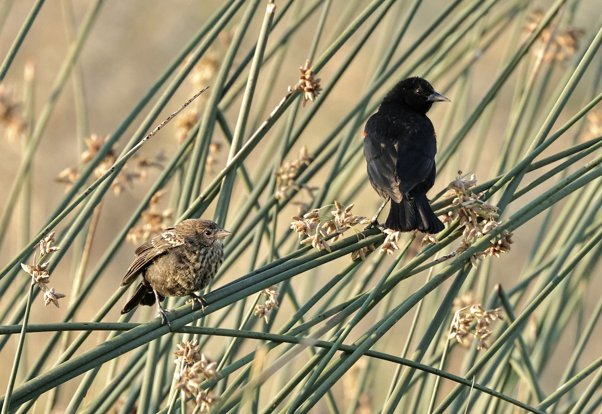 Red-winged Blackbird - ML620632189