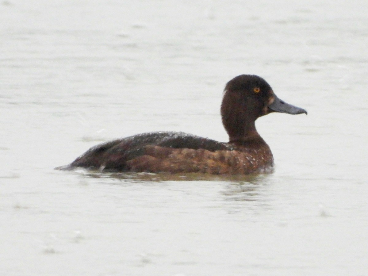 Tufted Duck - ML620632191