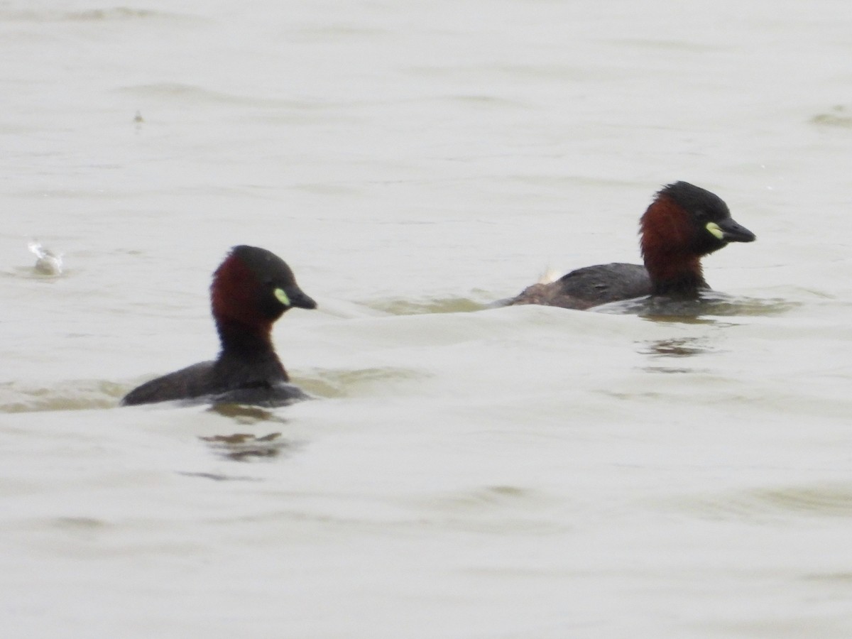 Little Grebe - ML620632194