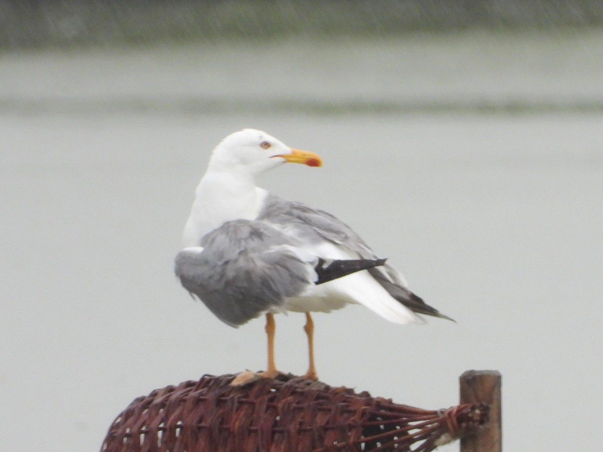 Gaviota Patiamarilla - ML620632195