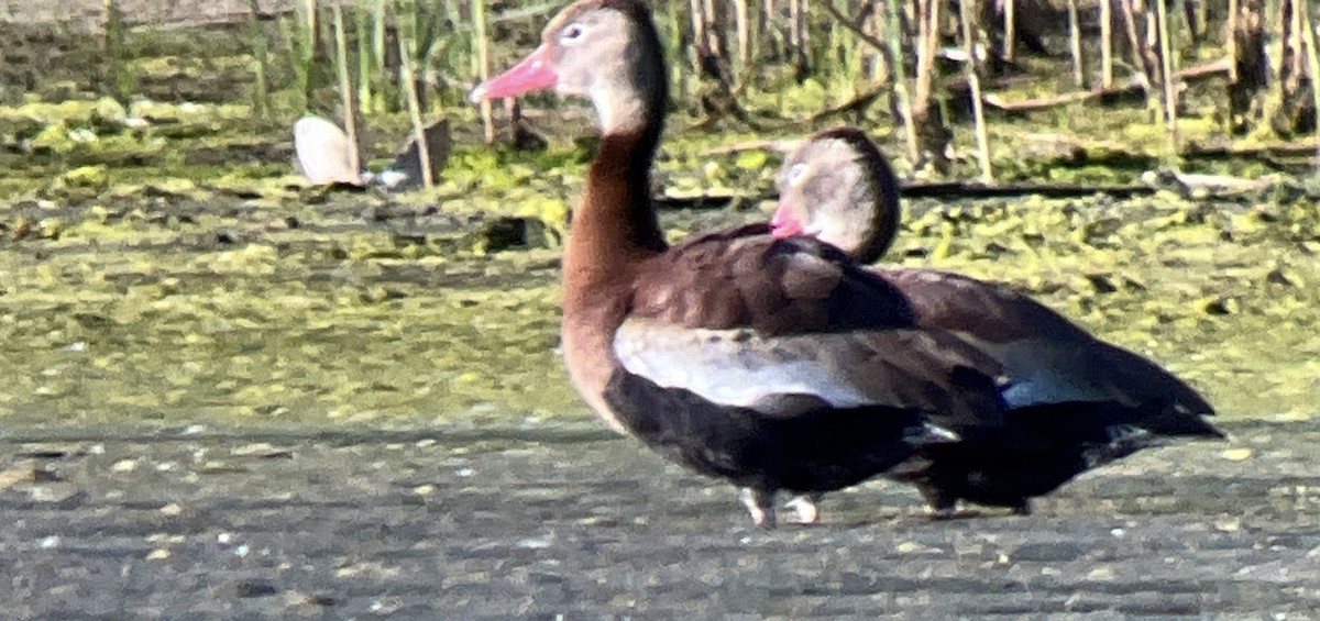 Dendrocygne à ventre noir - ML620632197