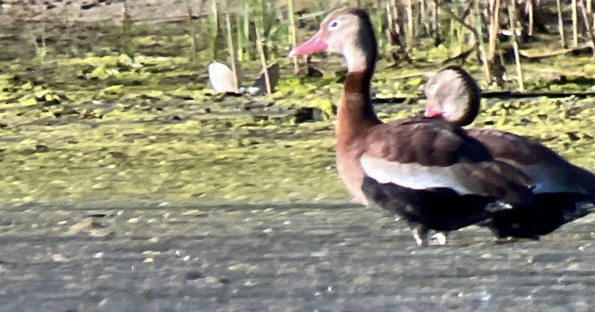 Dendrocygne à ventre noir - ML620632198