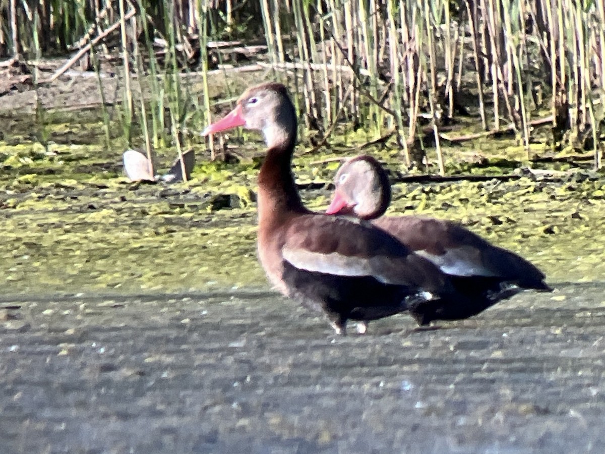 Dendrocygne à ventre noir - ML620632199