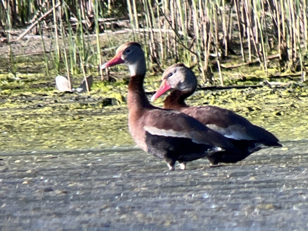 Dendrocygne à ventre noir - ML620632200