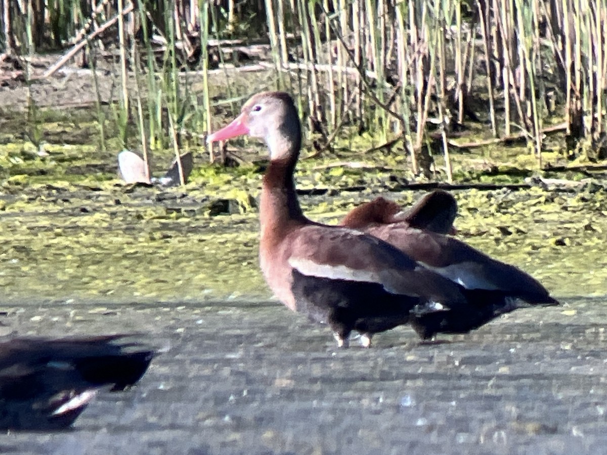 Dendrocygne à ventre noir - ML620632201