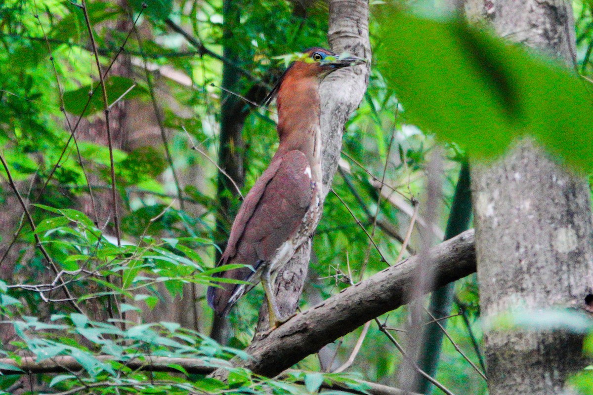 Malayan Night Heron - ML620632207