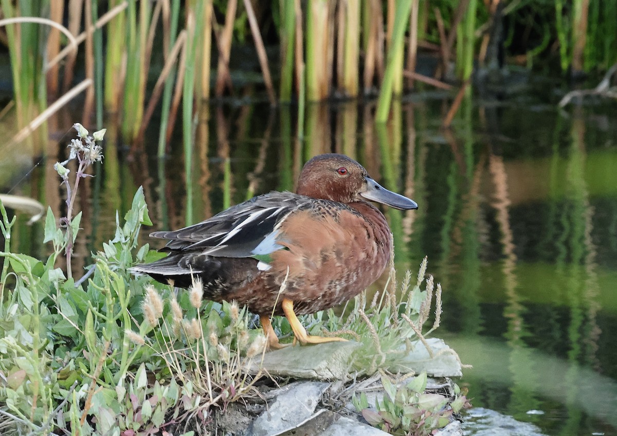 Cinnamon Teal - ML620632211