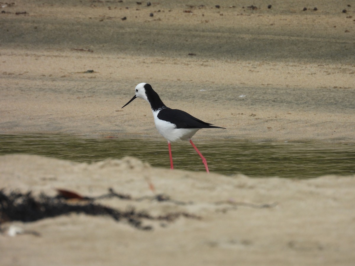 Pied Stilt - ML620632212