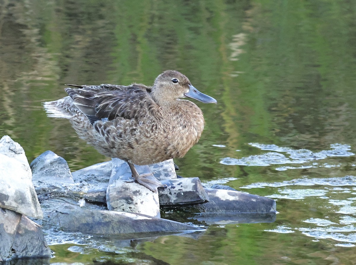 Cinnamon Teal - ML620632214