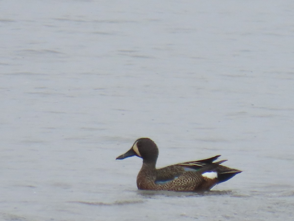 Blue-winged Teal - ML620632215