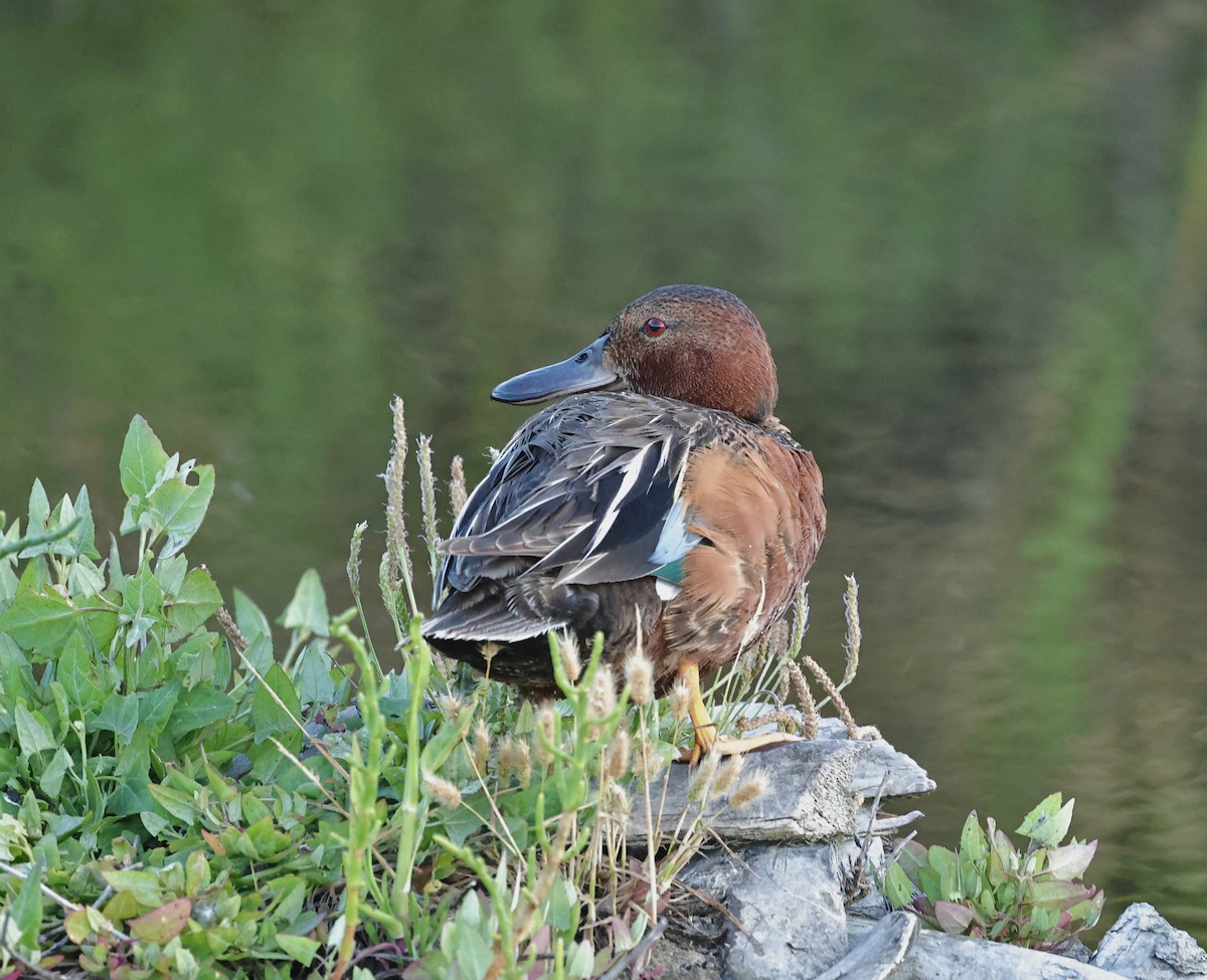 Cinnamon Teal - ML620632216