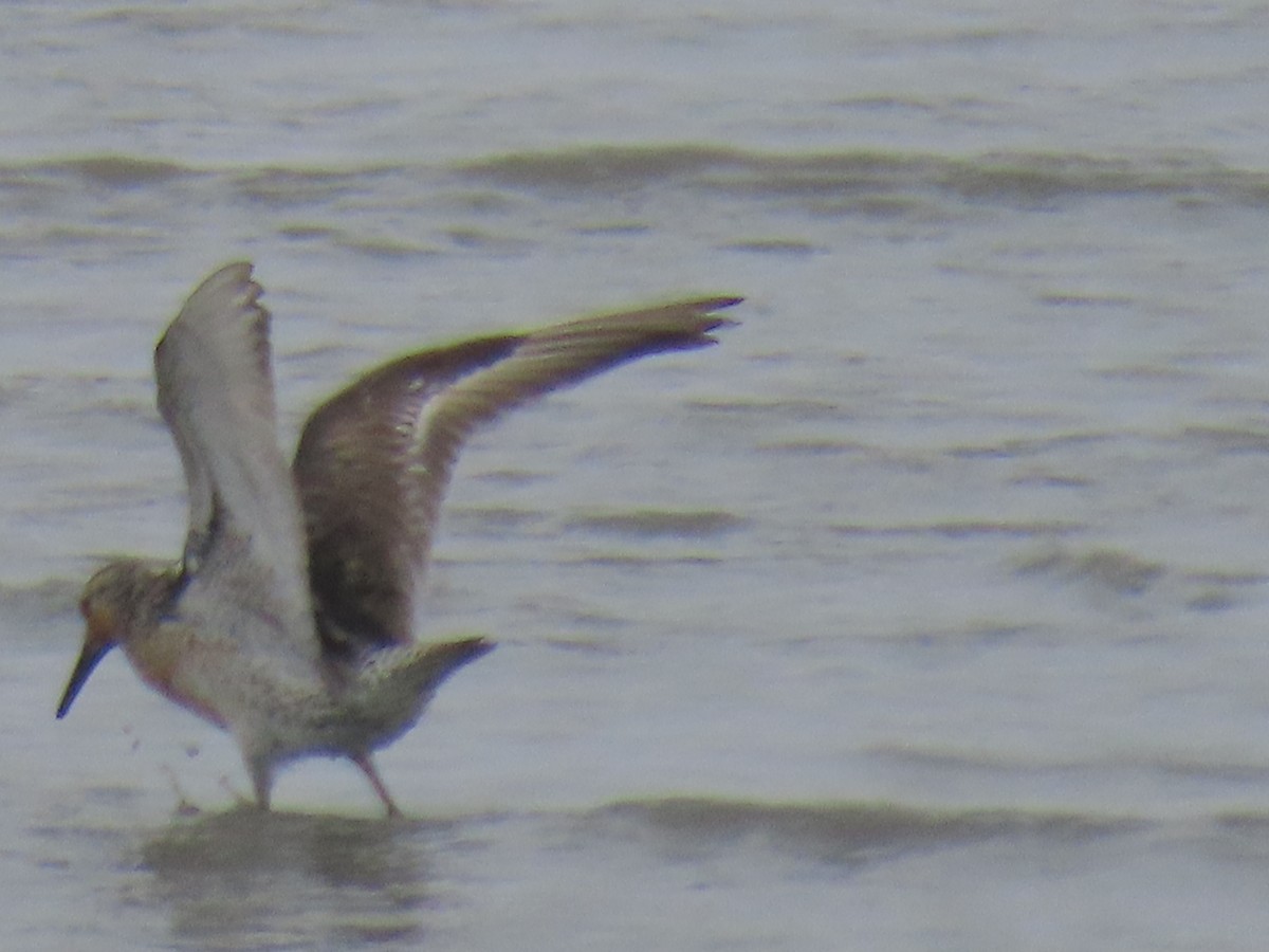 Red Knot - ML620632217