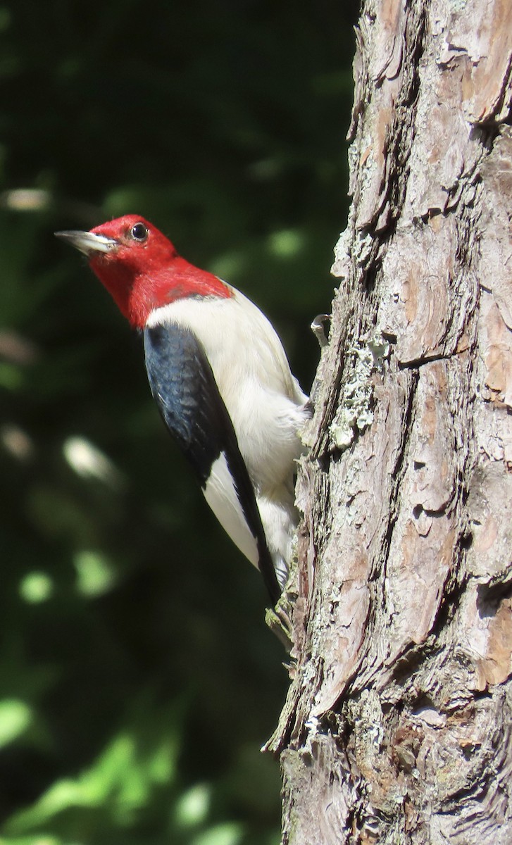 Red-headed Woodpecker - ML620632218