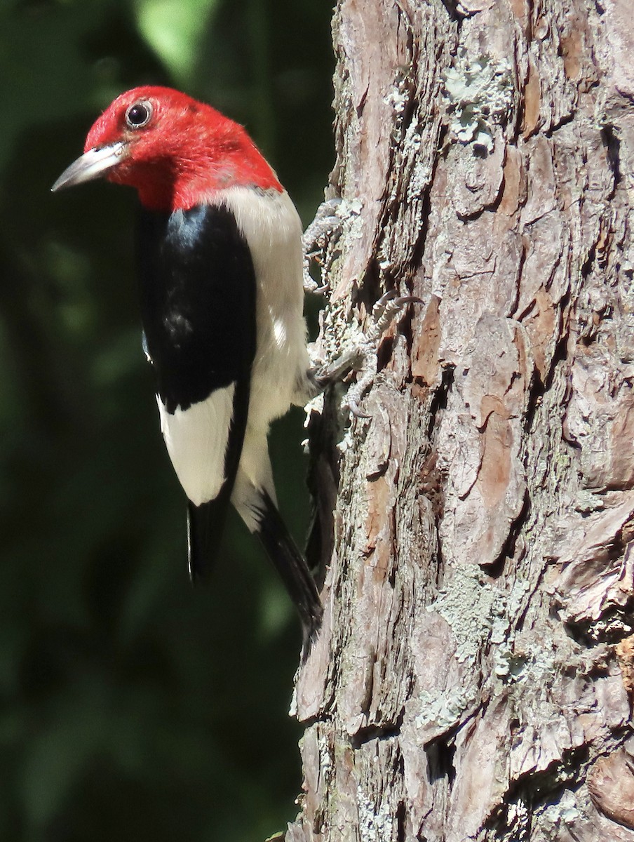 Red-headed Woodpecker - ML620632219