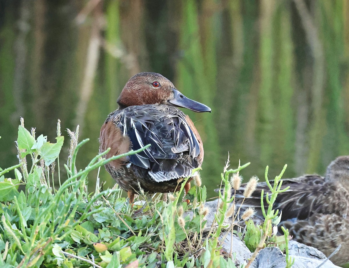 Cinnamon Teal - ML620632220