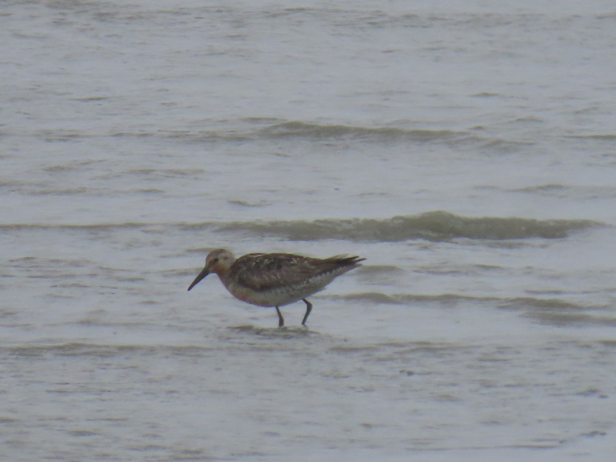 Red Knot - ML620632222