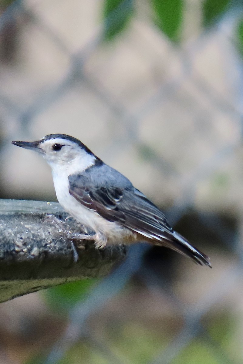 Beyaz Göğüslü Sıvacı (carolinensis) - ML620632223