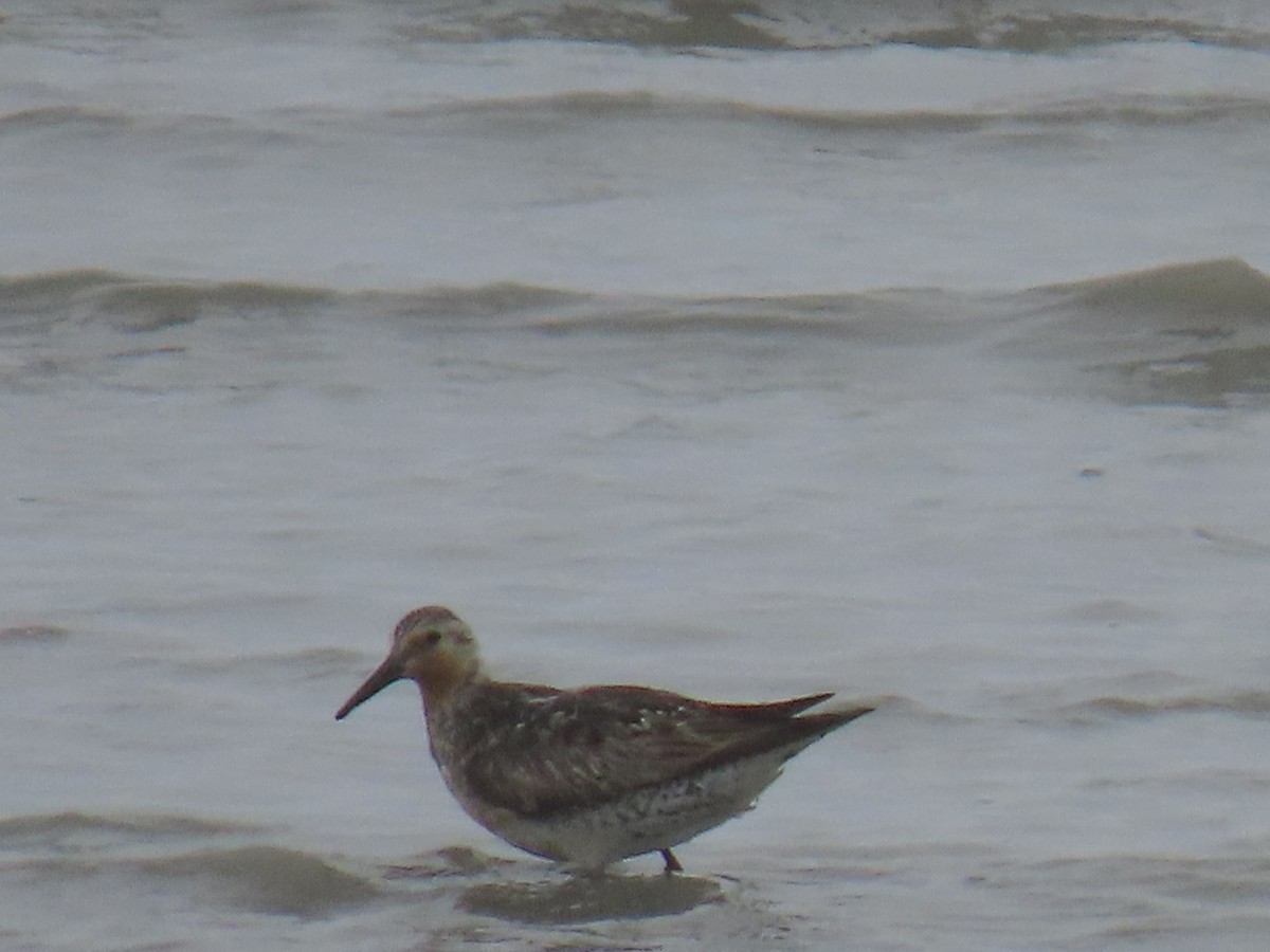 Red Knot - ML620632224