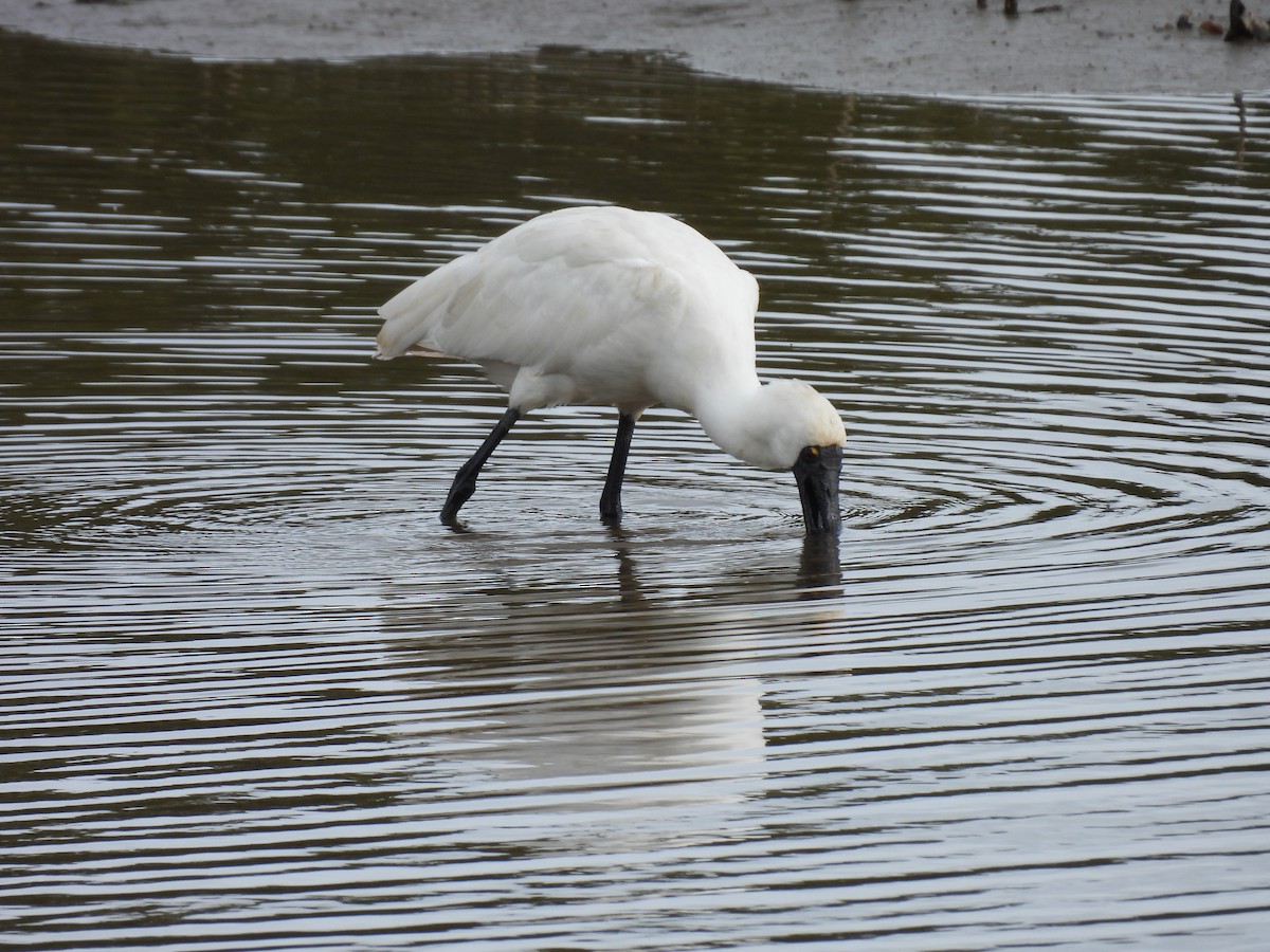 Royal Spoonbill - ML620632225